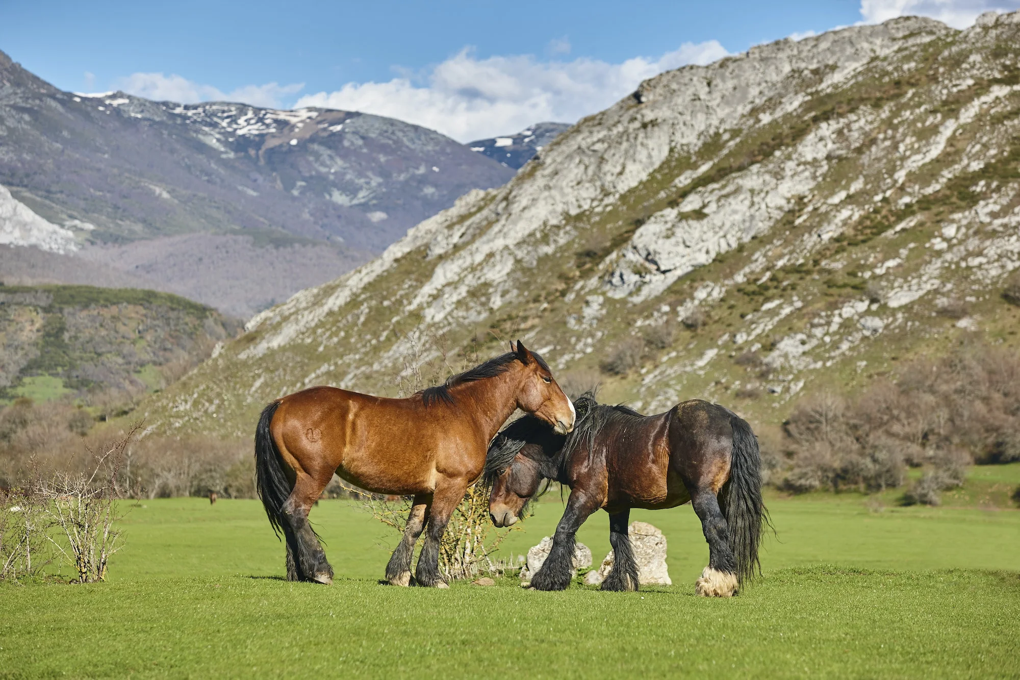 Horses in a green valley. Castilla y Leon landscape. Spain