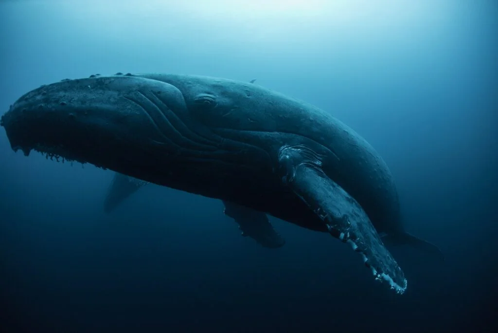 Humpback whale (Megaptera novaeangliae) resting in the deep, Roca Partida, Revillagigedo, Mexico