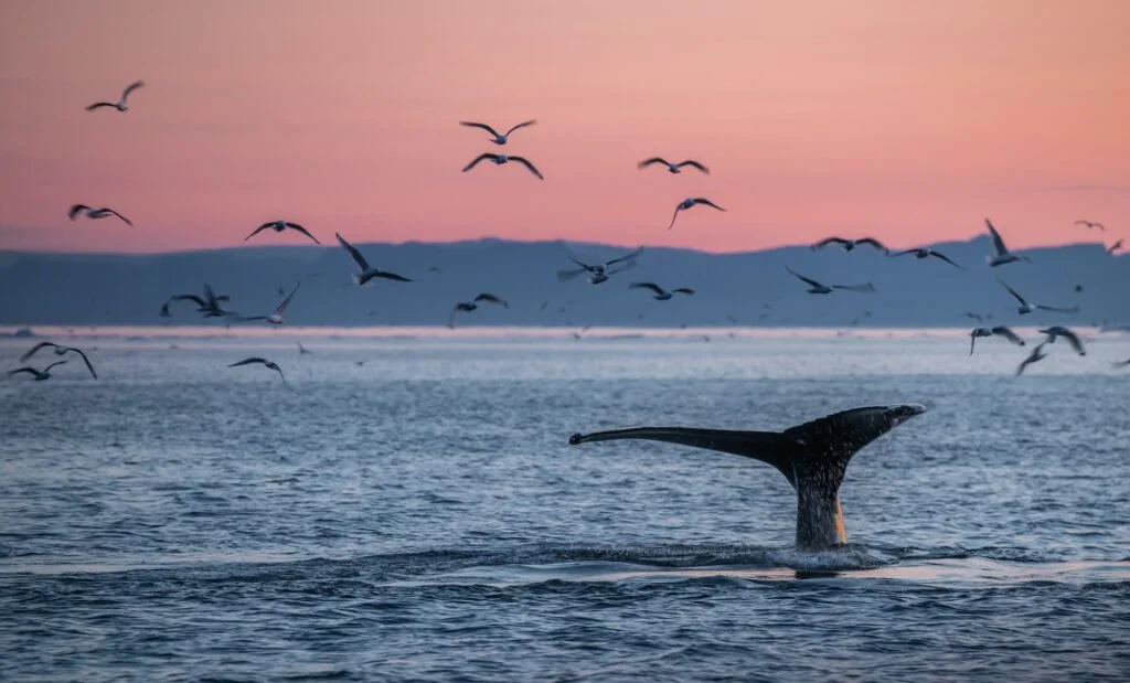 Humpback whales in the beautiful sunset landscape