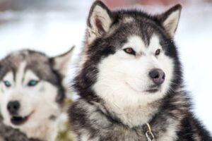 Husky Siberiano. Foto por Envato