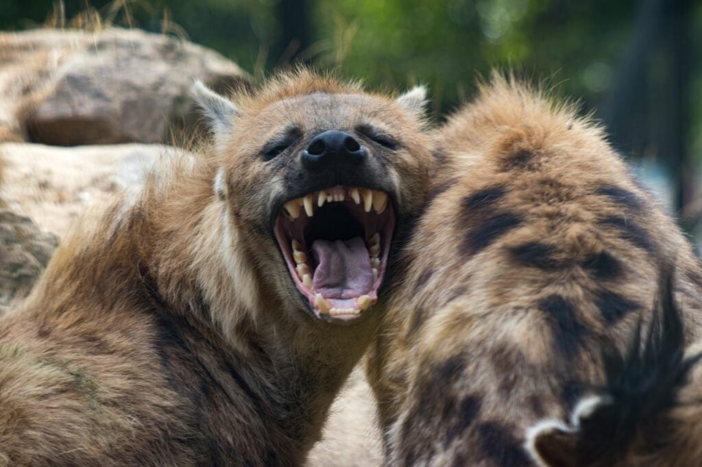 Hyenas one of them yawning with a blurred background
