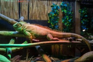 Terrario de Iguanas. Foto por Envato