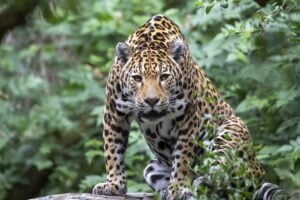Jaguar (Panthera onca), closeup portrait.