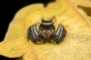 Araña Goliat. Foto por Envato.