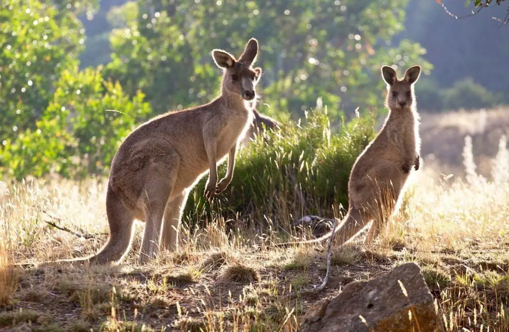 Kangaroos at sunrise (1)