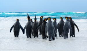 Pingüino Rey. Foto por Envato.