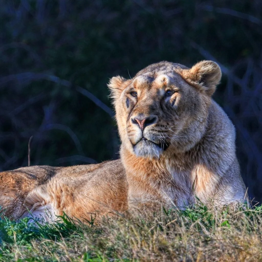 Large beautiful liger lying on grass