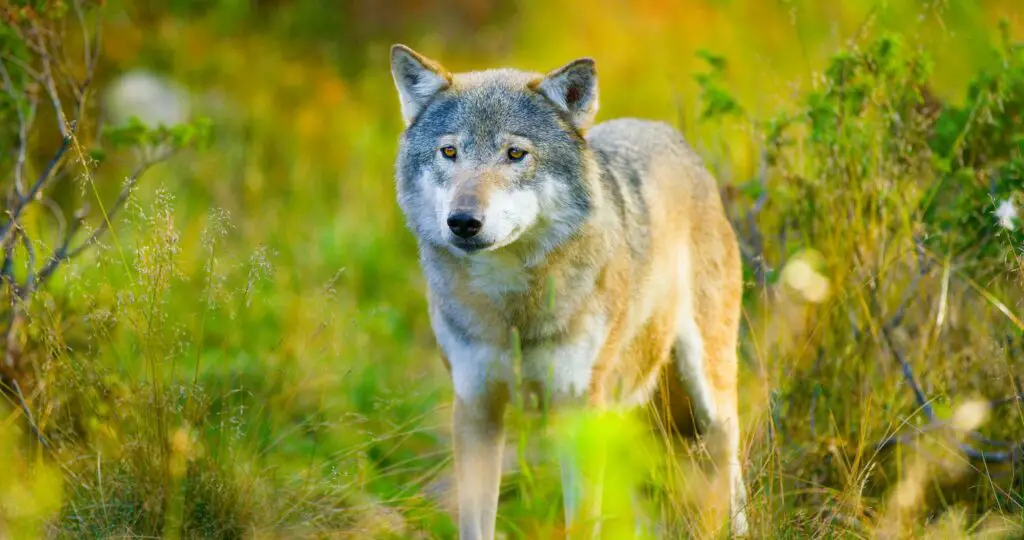 Large male grey wolf in autumn colored field in the forest