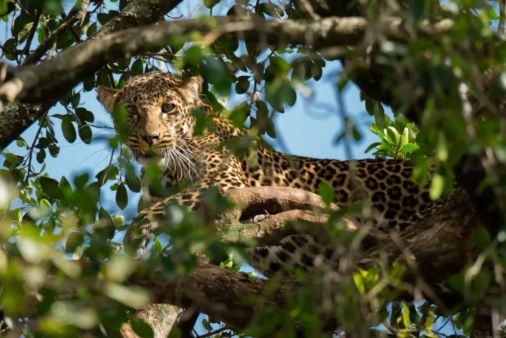 Leopardo. Foto por Envato