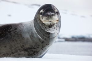 Leopard seal, Antarctica