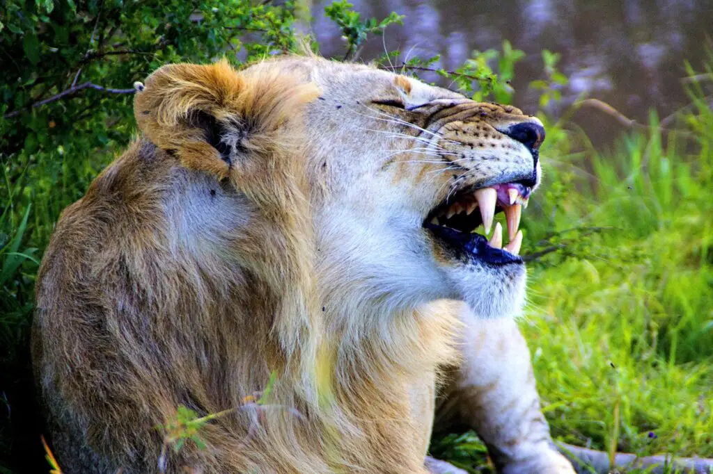 Lion profile showing his teeth, africa, african, alert, animal, big five, carnivore,