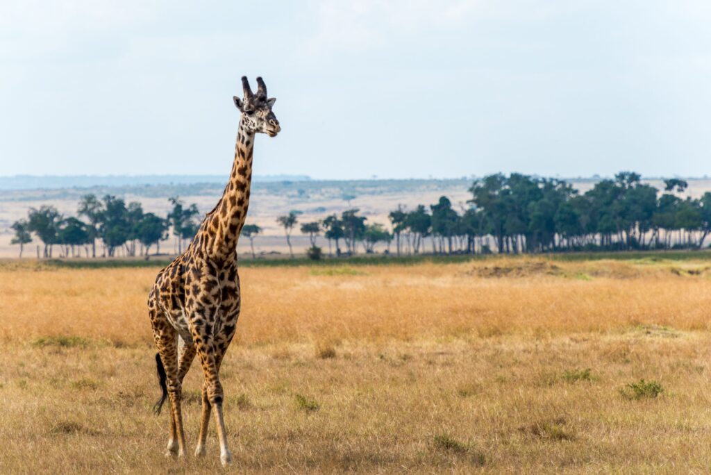 Lonely giraffe in Maasai Mara National Reserve, Kenya