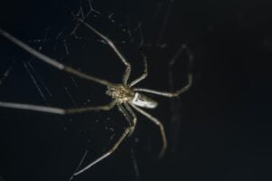 Araña de Patas Largas. Foto por Envato.