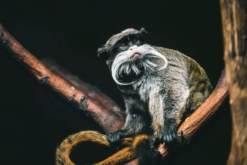 Macro shot of a cute emperor tamarin (Saguinus imperator) sitting on a tree branch