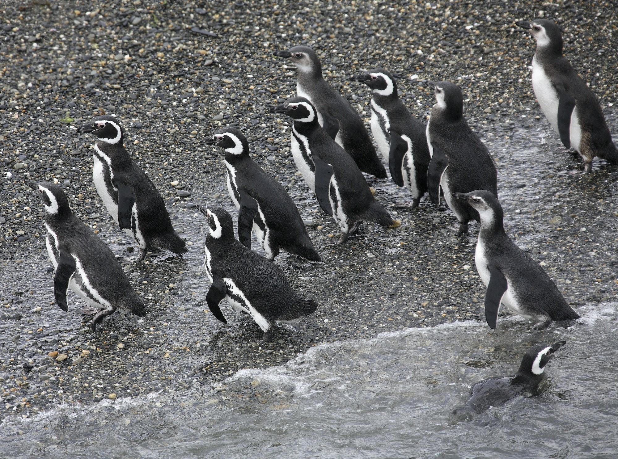 PingÜino De Magallanes Cómo Es Qué Come Cómo Se Reproduce Cumbre