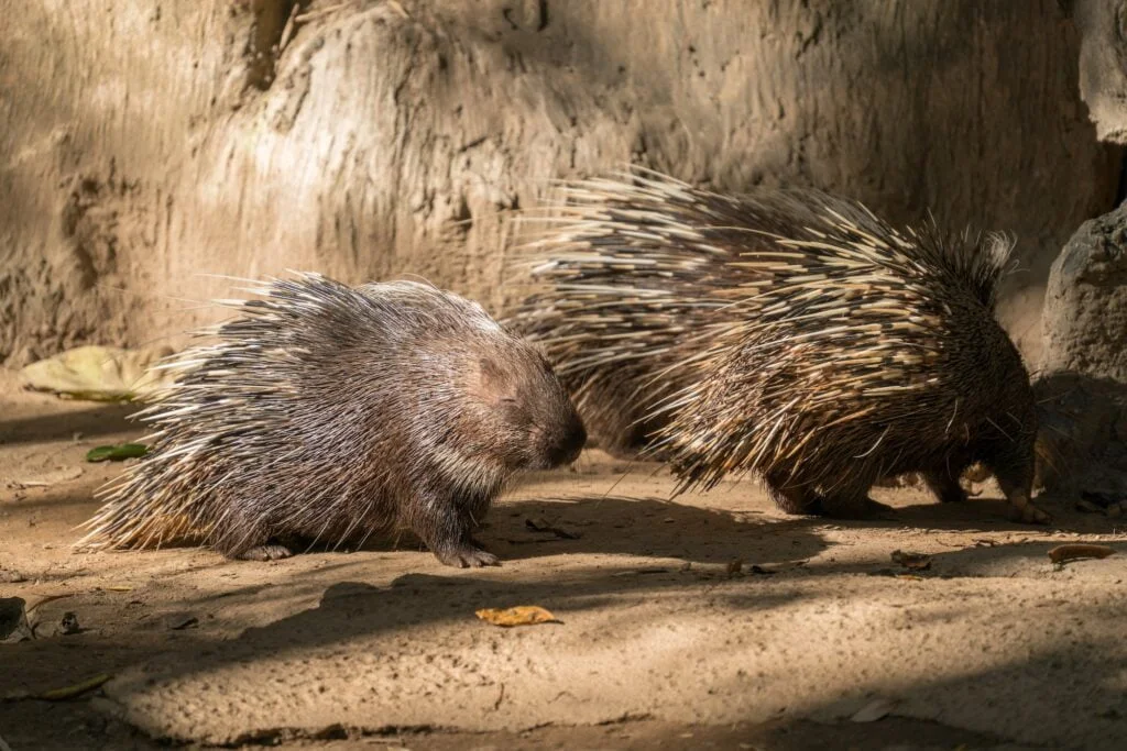 malayan porcupine, himalayan porcupine