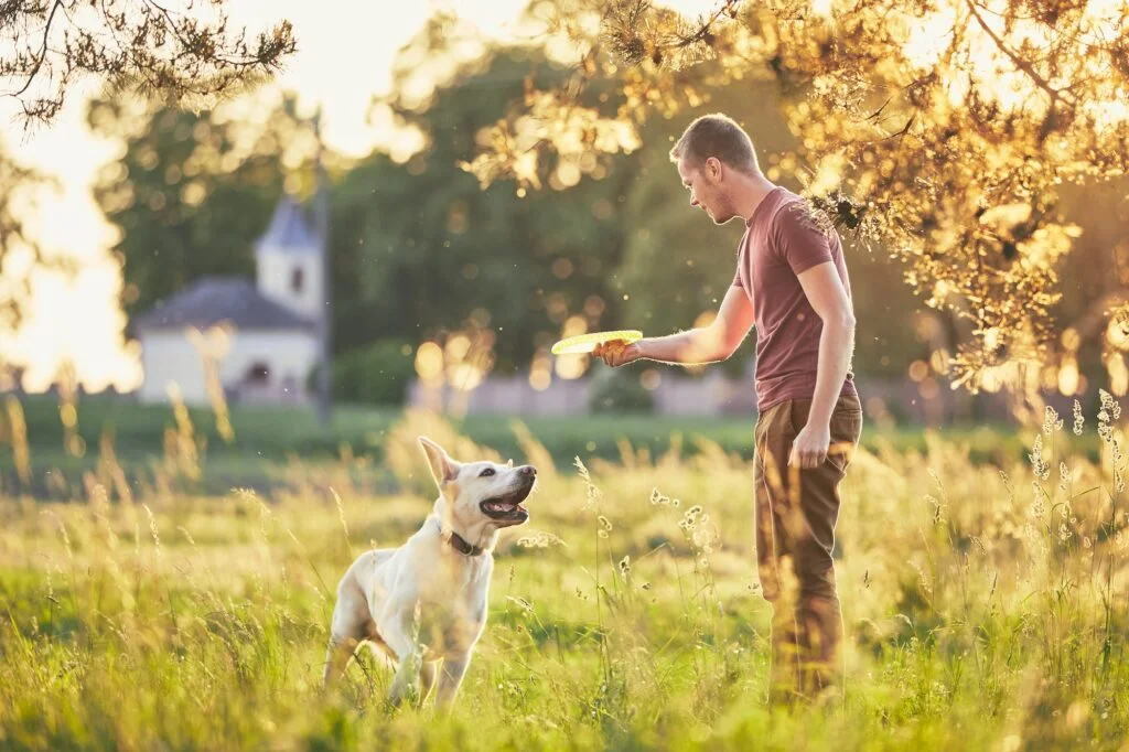 Taxonomía de los Perros. Foto por Envato.