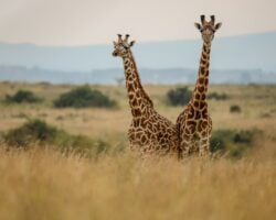 Masai giraffes