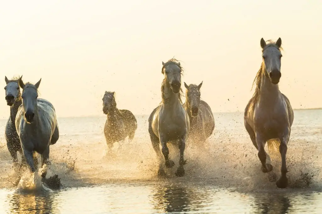 Medium group of white horses running in the ocean.