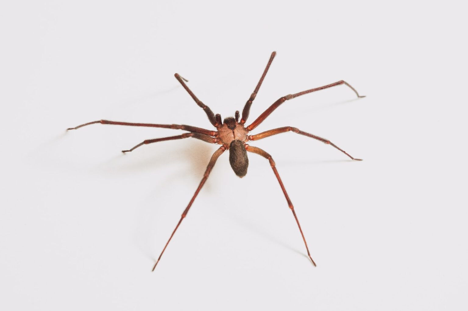 ARAÑA VIOLINISTA » Características, Hábitat, Veneno - Cumbre Pueblos