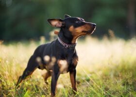 Pinscher Enano. Foto por Envato.