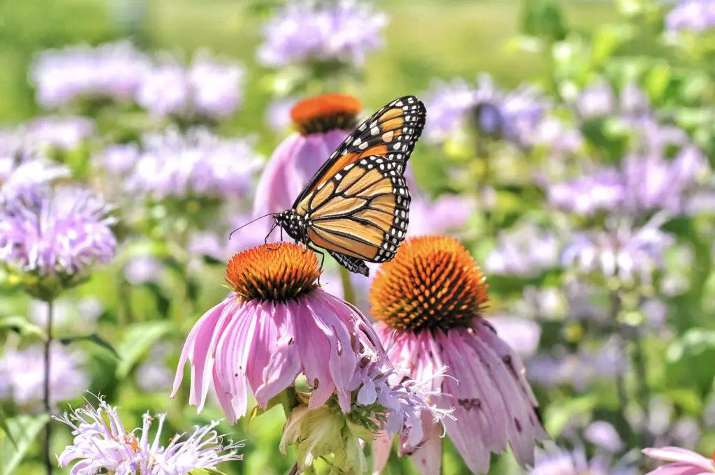 Mariposa Monarca. Foto por Envato.