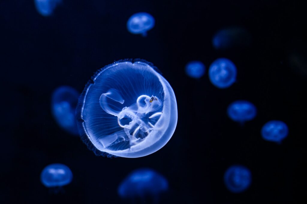 Moon jellyfish (Aurelia aurita) illuminated with blue light swimming in the water Natural background