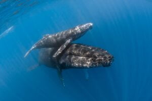 Mother and calf humpback whale