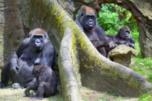 Mountain gorillas