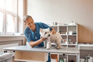 Cuidado de los Perros. Foto por Envato.