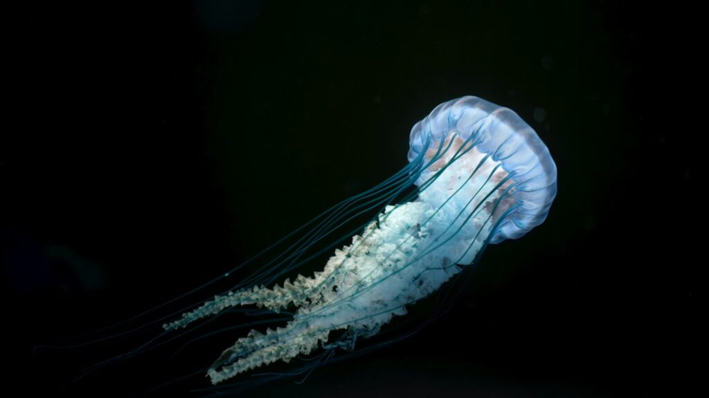 Medusas Venenosas. Foto por Envato.