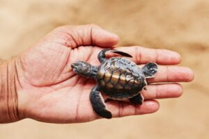 Taxonomía de las Tortugas. Foto por Envato.