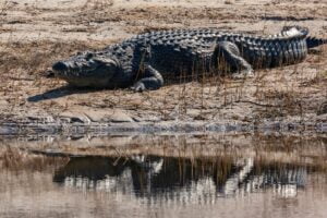 Nile Crocodile