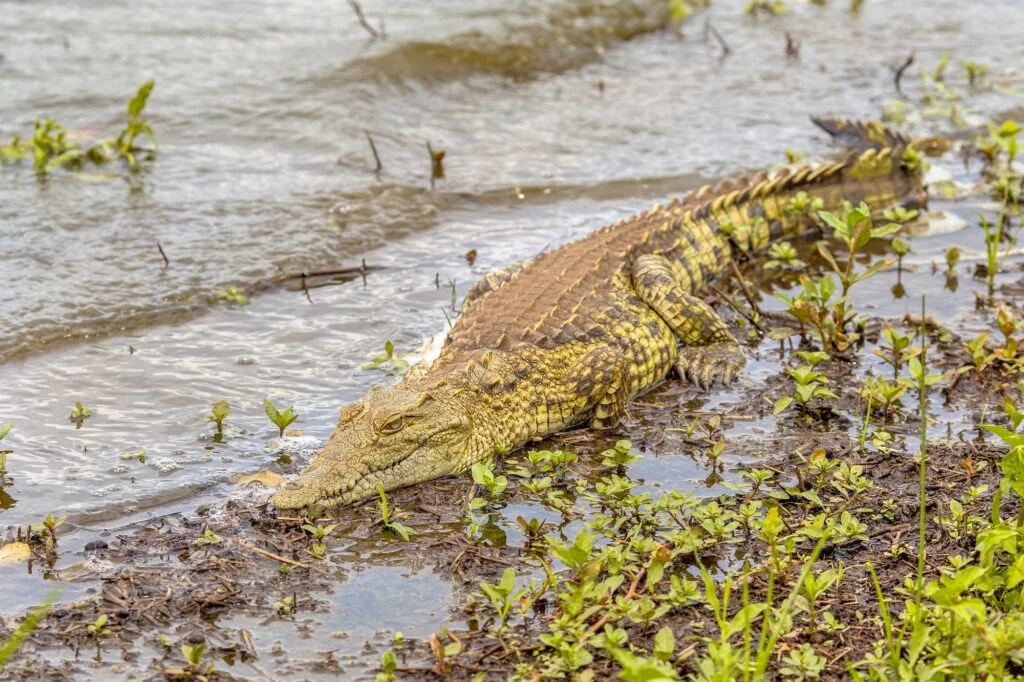 Nile crocodile basking