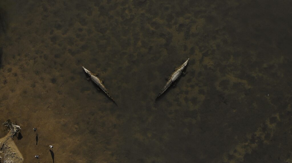 Nile Crocodiles, Crocodylus niloticus, lying in the water