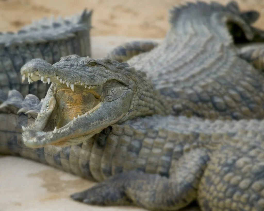 Open mouthed crocodiles on wildlife park beach, Djerba, Tunisia