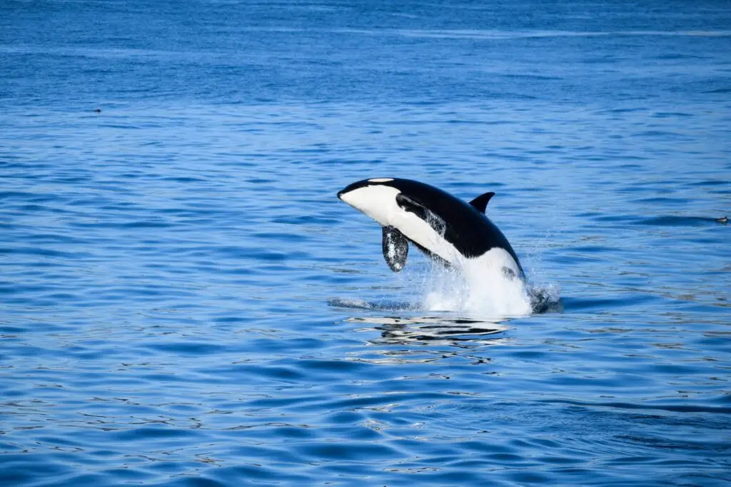 Orca Killer Whale Jumping out of the Water