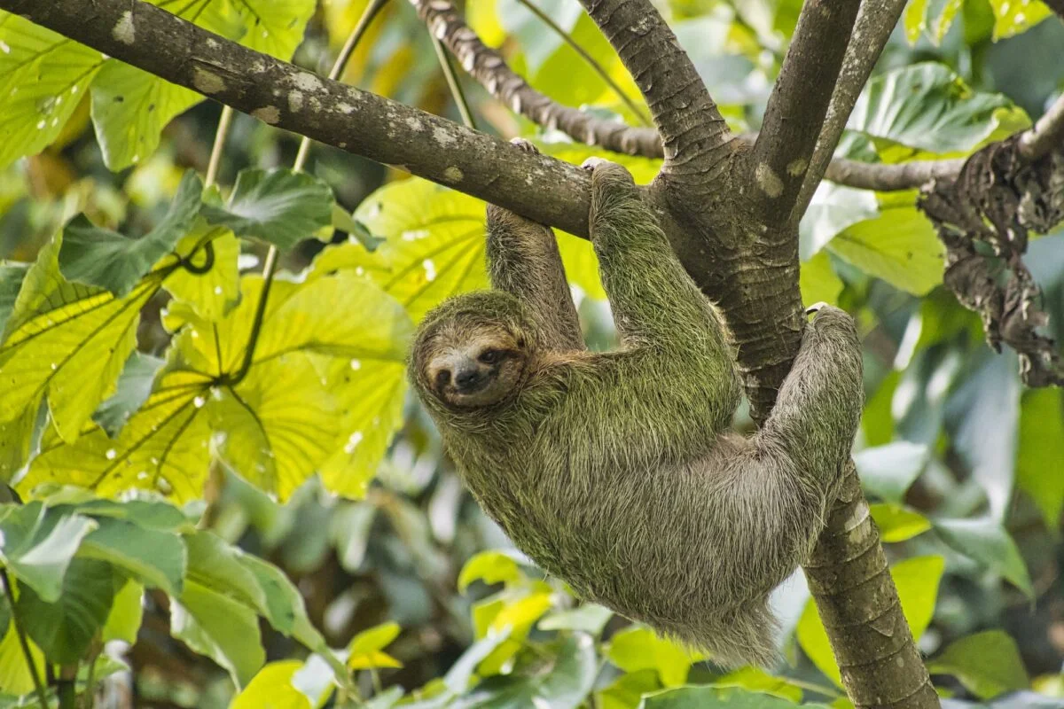 Pale-throated Sloth, Three-toed Sloth, Marino Ballena National Park, Costa Rica