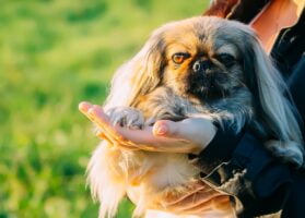 Pekinés. Foto por Envato.