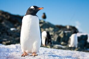 penguins in Antarctica