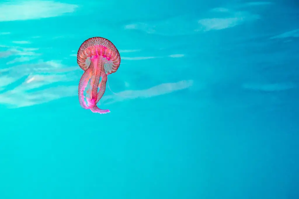 pink jellyfish floating in a turquoise sea