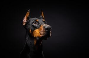 Doberman. Foto por Envato.
