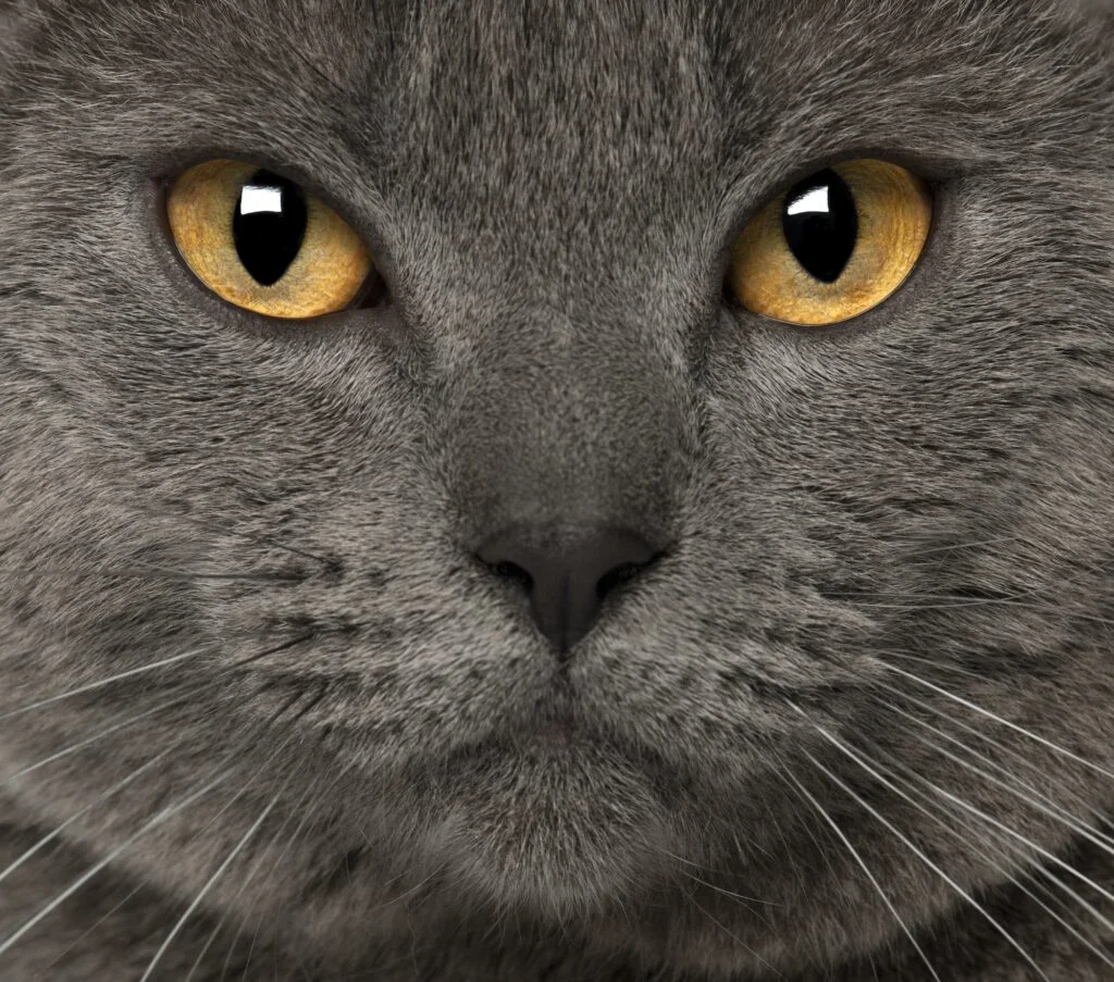 Portrait of Chartreux, 1 and a half years old