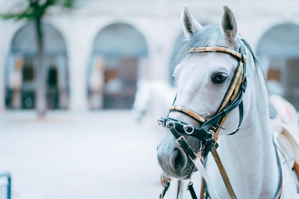 Portrait of the world famous Lipizzaner Stallion legendary White Stallions horse. Spanish Riding