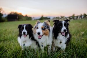 Border Collie. Foto por Envato.