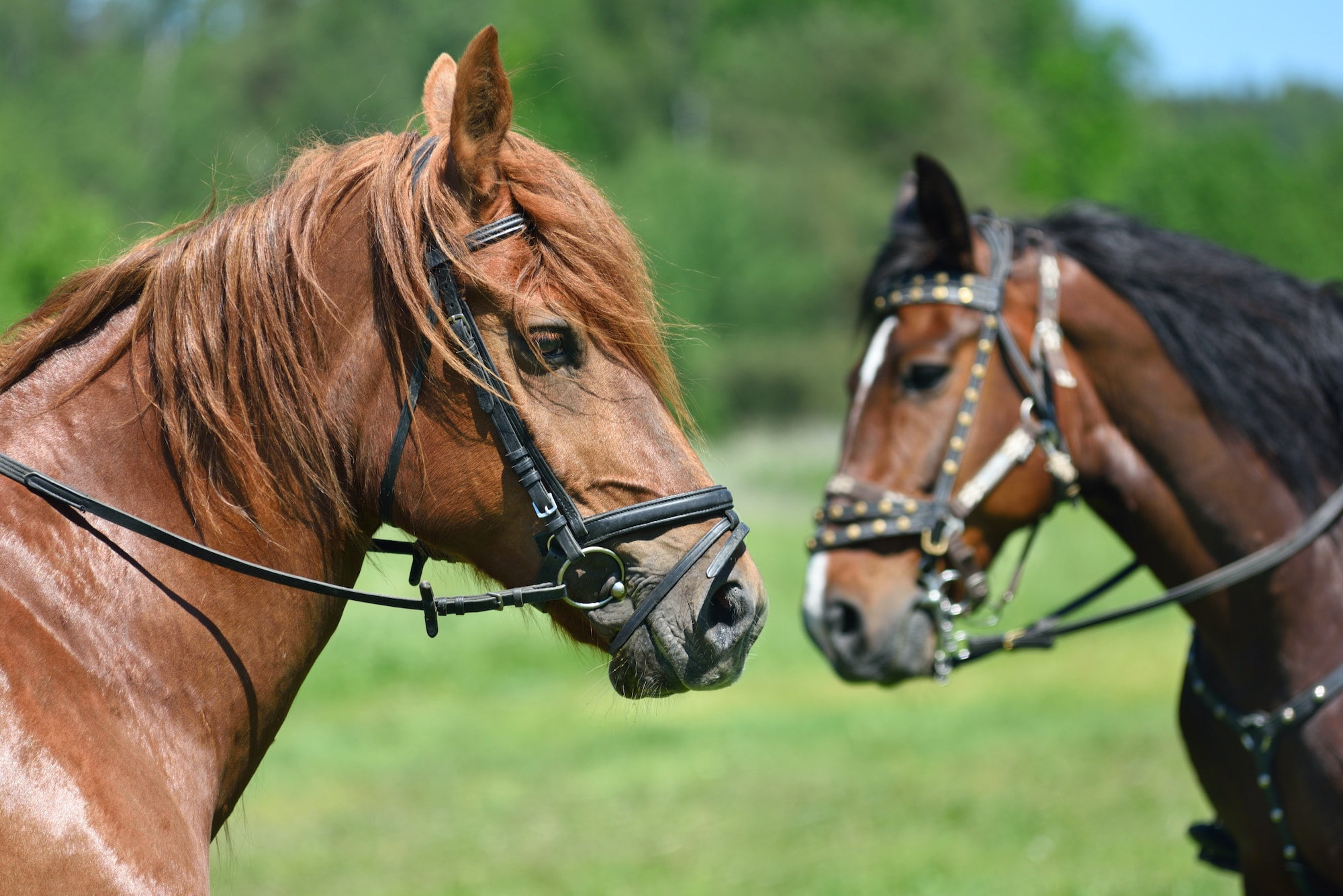 Portrait of two horses