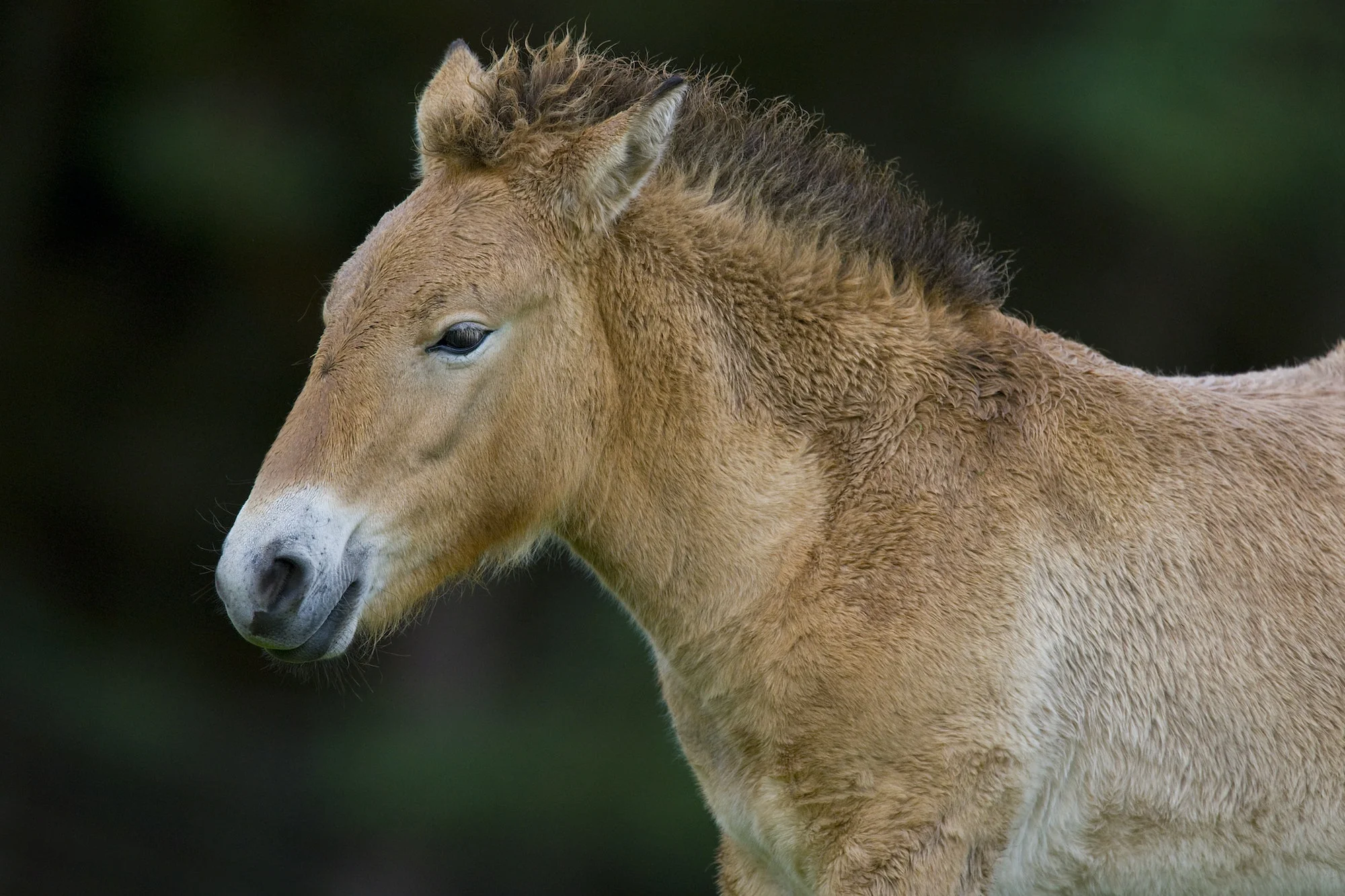 Przewalski's Wild Horse (Equus przewalskii)