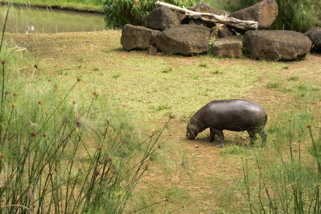 Pygmy Hippo