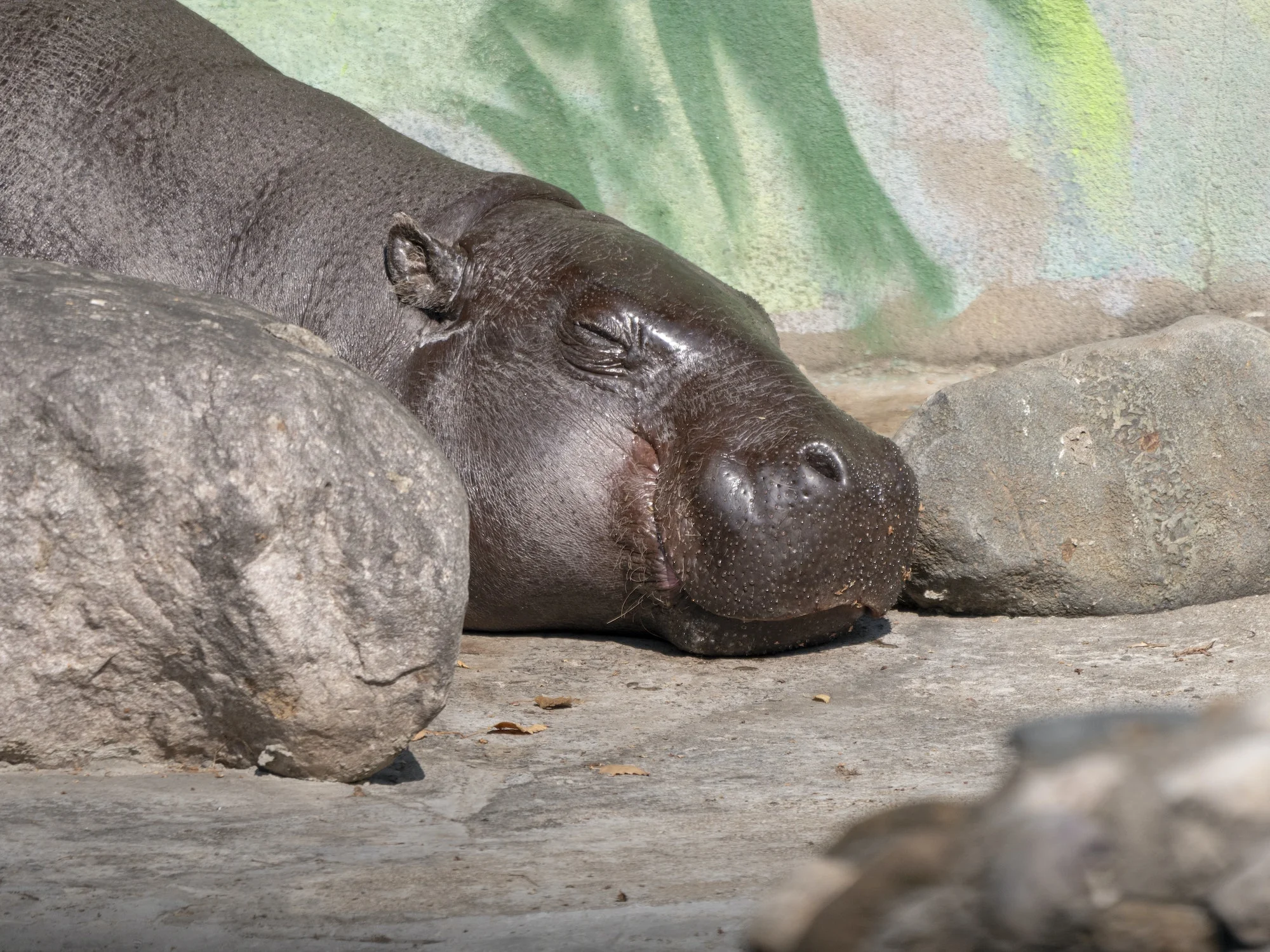 Pygmy Hippopotamus in a Moscow zoo Choeropsis liberiensis..