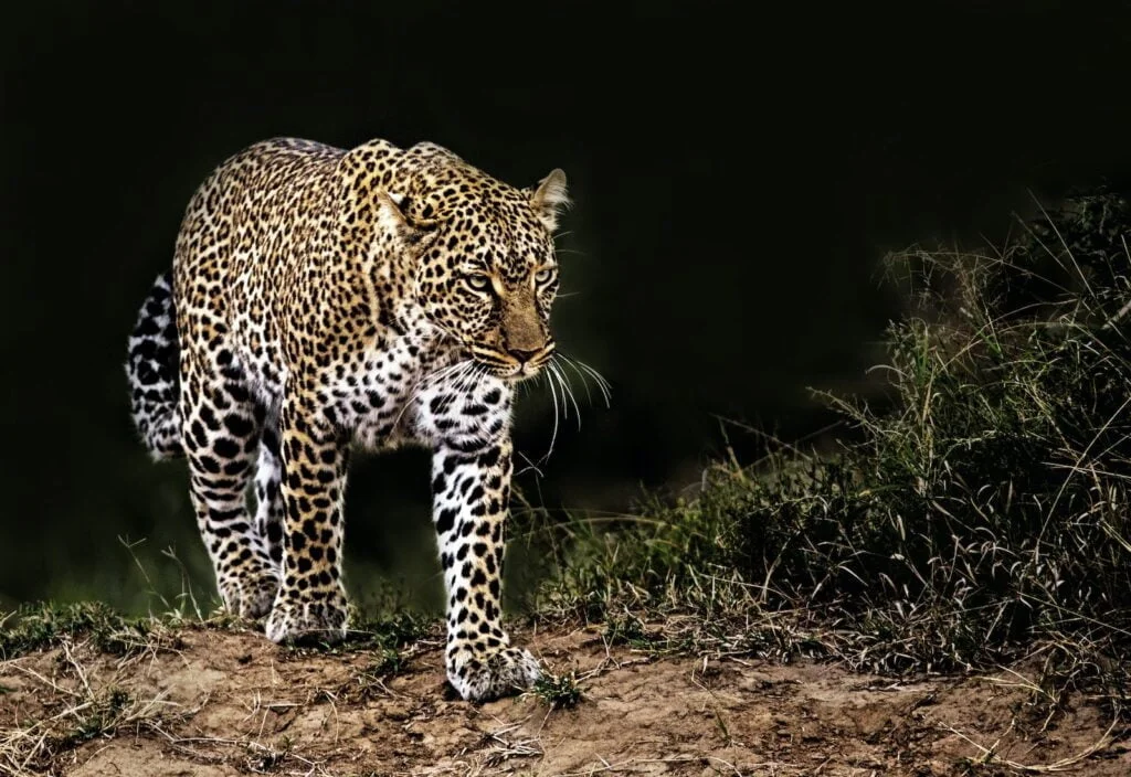 Leopardo africano.
